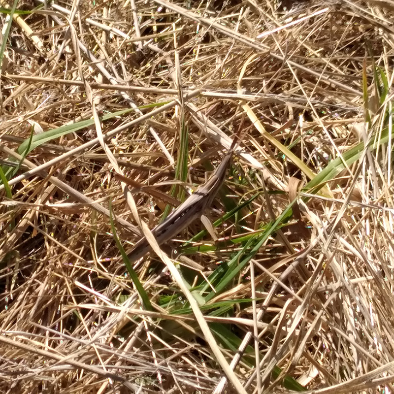 Photograph of Circular Grass Field